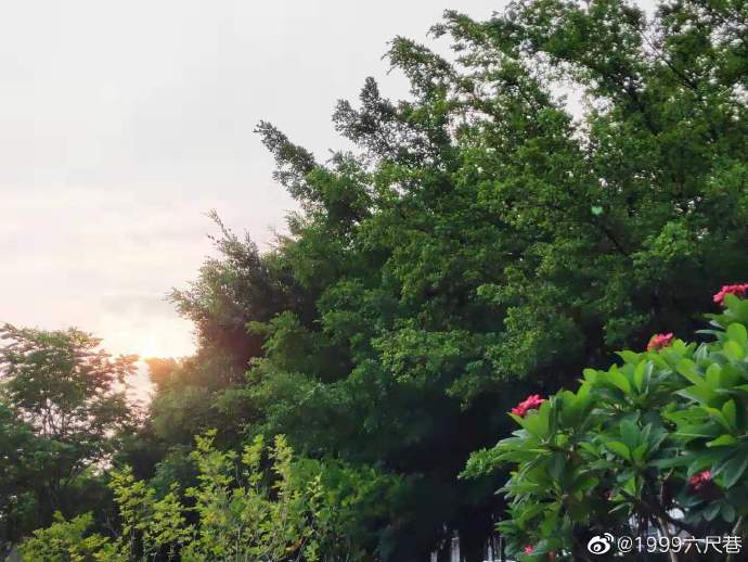 蝉鸣林愈静1.jpg