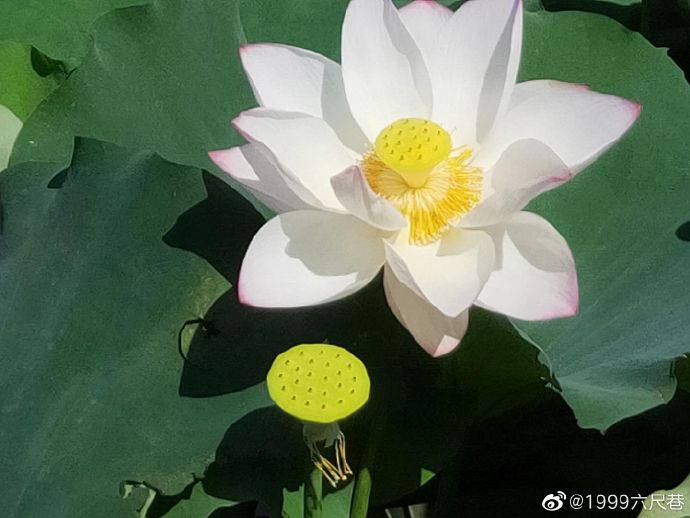 荷花池2.jpg