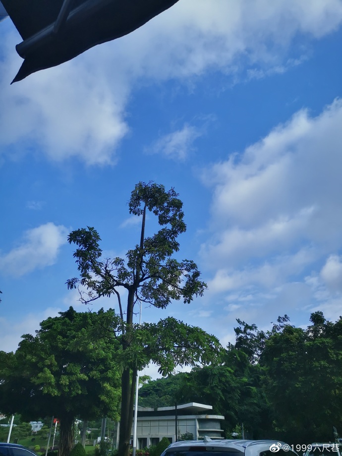 移植有感3.jpg