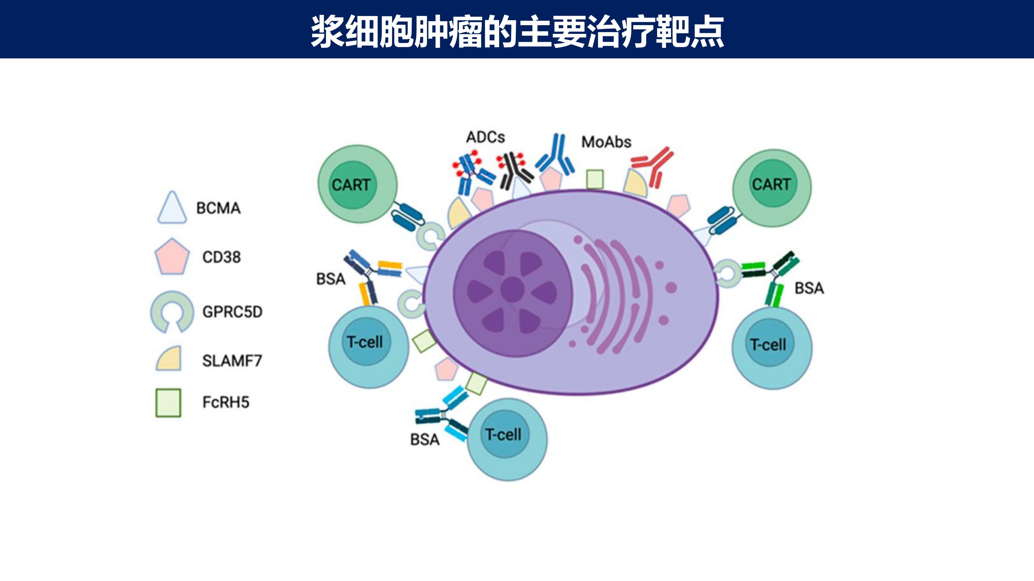 淀粉样变性的免疫治疗2.0时代(1)_04.jpg